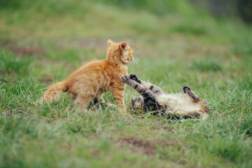 Orange and tabby cat kittens playing in grass