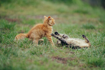 Playful young kittens enjoying outdoor game in green grass