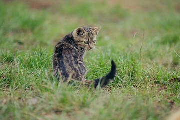 Tabby cat sitting in grass looking over shoulder