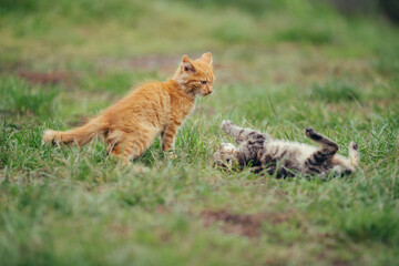 Kittens playing together in green green grass