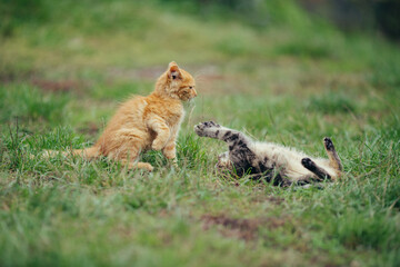Kittens playing together on green grass