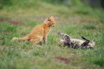 Kittens playing together in green grass outdoors