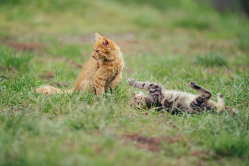 Playful kittens interacting in green spring grass