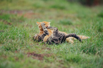 Two cats playfully wrestling outdoor in green grass