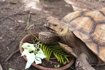 Tortoise eating flowers on the ground.