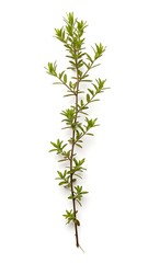 A small plant with green leaves and a thin stem against a white background