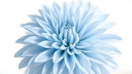floriculture. Light blue dahlia flower on white background with soft natural light, gardening catalogs, home-decor guides, designed for home decor and floral branding, enhances decor appeal.