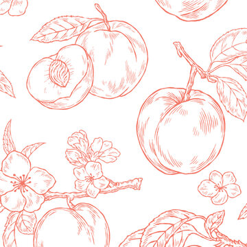 Vintage hand drawn peach illustration set, engraving sketch organic fruit with leaves and blossoms for summer food and juice design