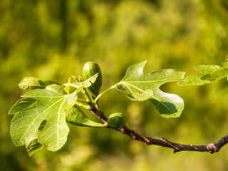 Real figs (Ficus carica), photographed in Tremosine.