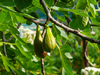 Real figs (Ficus carica), photographed in Tremosine.
