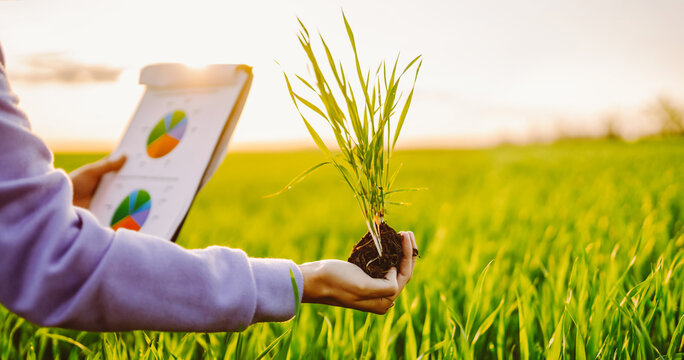 A close-up of a female farmer holding a plant with roots and a clipboard in a field. An agronomist checks the quality of a shoot before sowing in the sunset. Research concept, agriculture. - Powered by Adobe