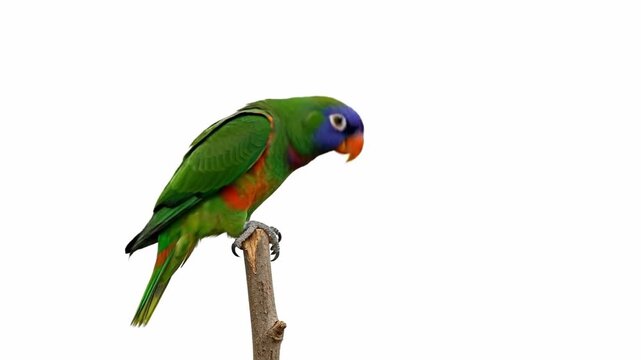 Green parrot with blue face and orange beak perched on a branch.