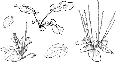 Hand Drawn Plantain Botanical Set in Black and White © TanyaArt