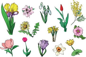 Spring flowers set colored botanical illustration