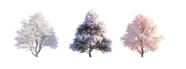 Three Frosted Trees in Winter Landscape