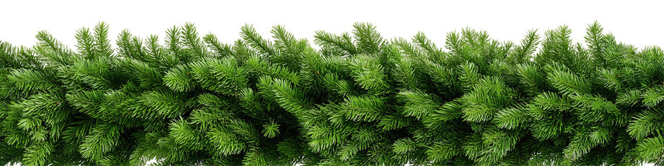 Lush Green Fir Tree Branches Isolated on Black
