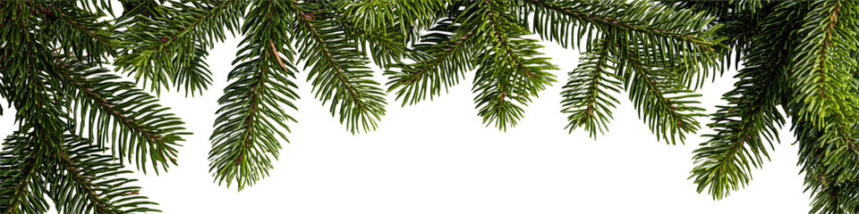 Close-up of Evergreen Pine Branches with Lush Green Needles