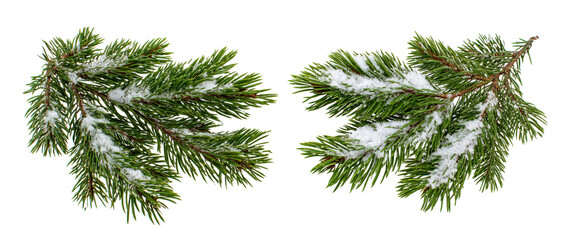 Snow-covered Pine Branches on Black Background