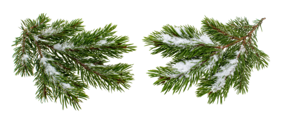 Snow-covered Pine Branches on Black Background