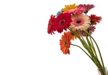 Vibrant gerbera daisies in glass vase with multicolored blooms, isolated on a transparent background
