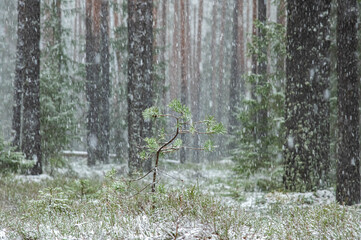 snow-covered forest, it is snowing