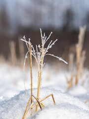 snow covered branches