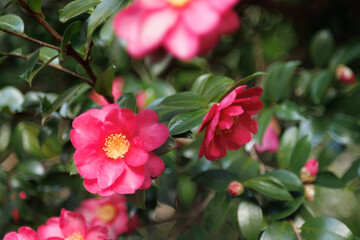 Obraz premium 山茶花