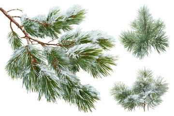Snowy Pine Branches and Needles on Black Background