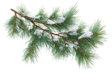 Snow Covered Pine Branch Isolated on White Background