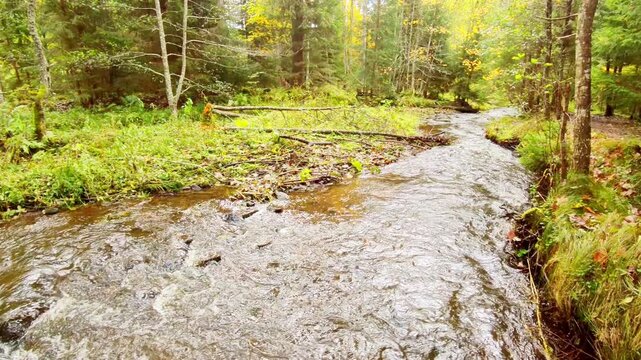 malerischer Wildwasserbach in urigem Wald - vom Biber angenagte Baumst&auml;mme, Idylle, Natur, Schwarzwald, Schlucht, Erholung, Auszeit, Wildnis, Wandern, Abenteuer, Abgeschiedenheit, Landschaft
