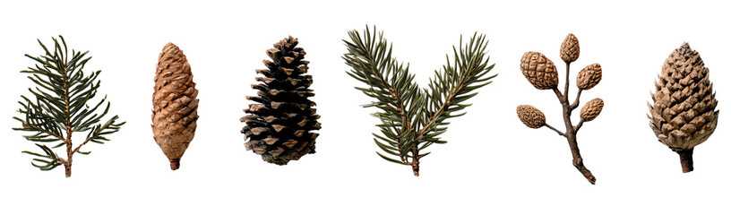 Various Pine Cones and Pine Sprigs Isolated on Black Background