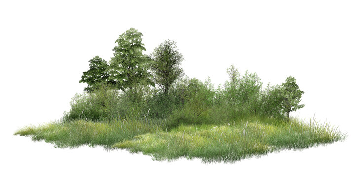 pine tree isolated on white/Lush green meadow with trees, forming a small natural wetland landscape on a white background.