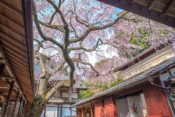 日本の京都にある十輪寺の　なりひら桜