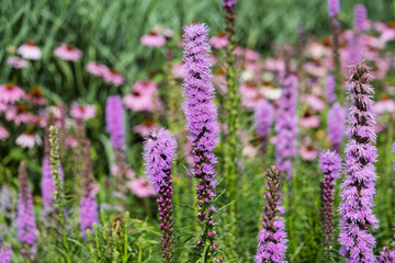 Purple Liatris spicata flower spikes in garden setting among green foliage and pink coneflowers