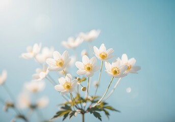 Obraz premium Delicate White Anemone Flowers Blooming Against a Soft Blue Sky.