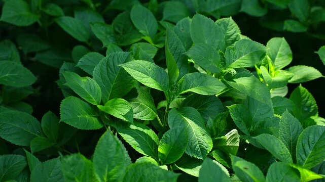 The green-leaved plant of hydrangea