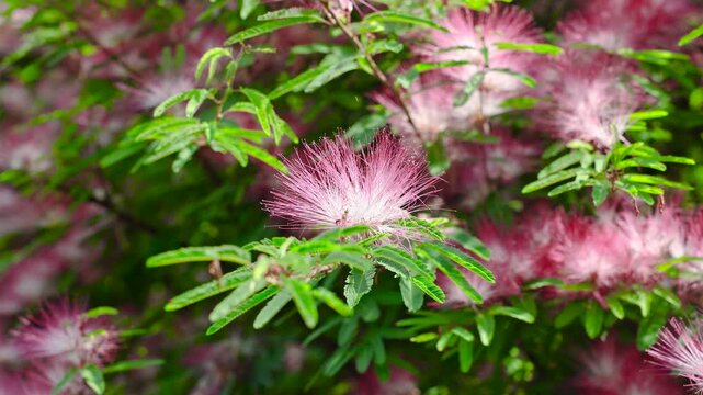 The pink Suriname jacaranda plant
