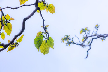 Mulberry trees in spring grow tender green leaves and mulberries