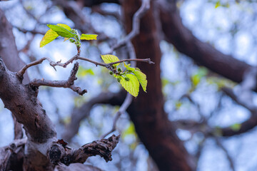 Mulberry trees in spring grow tender green leaves and mulberries
