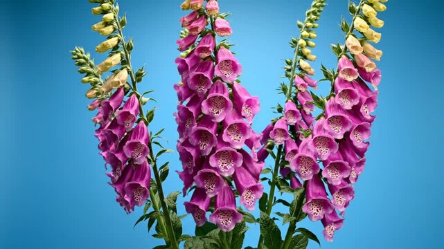 Beautiful close-up of vibrant purple and yellow foxglove flowers blowing gently in the wind against a blue background