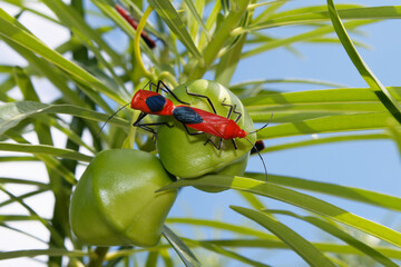 Red seed bugs on Thevetia peruviana fruit.