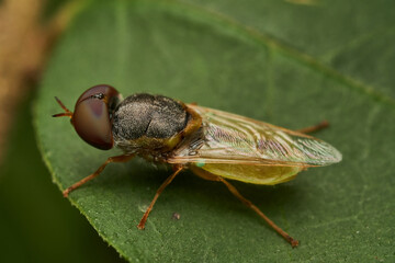 Macro hoverfly with lime green tail detail