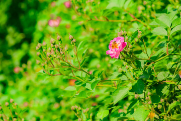 The large rose flowers in the botanical garden are blooming