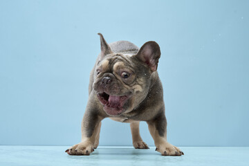 The dog is crouched with front legs bent and rear end up, ready to play. Its energetic expression is emphasized by the clean blue background.