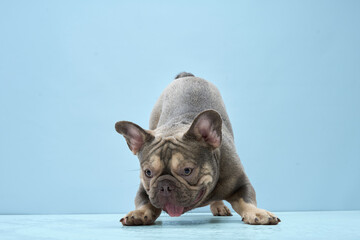 The French Bulldog bends slightly with its tongue extended forward. Captured in a blue studio setting with clear light and smooth shadow.