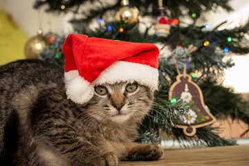 Cute tabby kitten with a red santa hat looking at camera under a christmas tree,  close up portrait