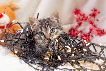 Adorable tabby kitten tangled in wired christmas lights  garland surrounded by festive ornaments