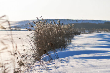Winter Reeds Along Snowy Field in Soft Sunlight