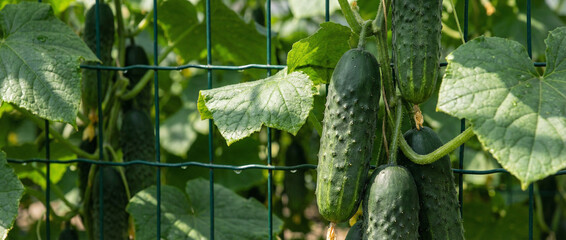 Ripe cucumbers hanging from trellis vines in sunny garden  