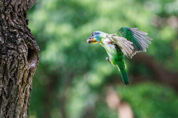 A Taiwan Barbet with a fruit in its beak preparing to enter its nest hole.